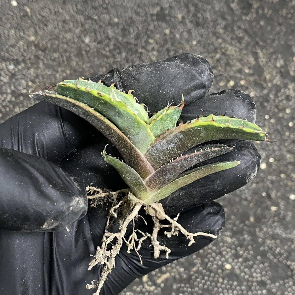 多肉植物 アガベ チタノタ ブルーボールBB白覆輪 美株 発根済
